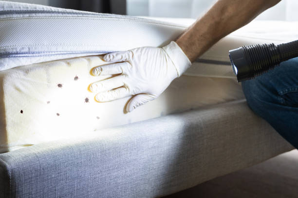 Best Cockroach Control Services  in North Grosvenor Dale, CT