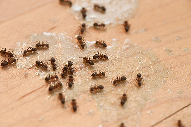 Best Flea Control Services  in North Grosvenor Dale, CT