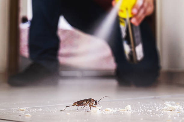 Best Rodent Control Near Me  in North Grosvenor Dale, CT